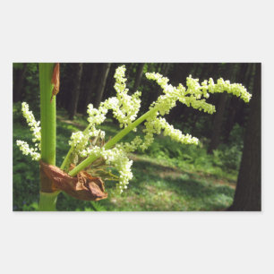 Blommar Rhubarb Stalks Nature Photo Rektangulärt Klistermärke