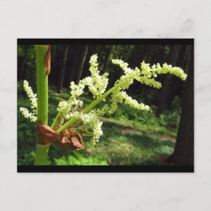 Blommar Rhubarb Stalks Nature Photo Vykort