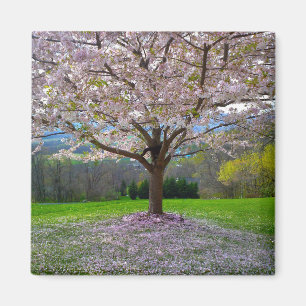 Blommar Rosa Cherry Blommar Träd med Skogen Magnet