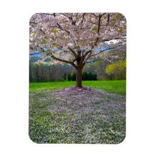 Blommar Rosa Cherry Blommar Träd med Skogen Magnet