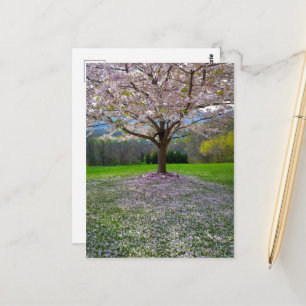 Blommar Rosa Cherry Blommar Träd med Skogen Vykort