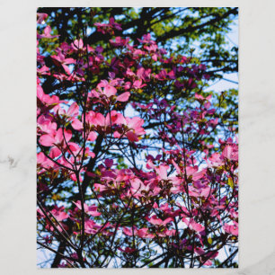 Blommar rosa Dogwood träd