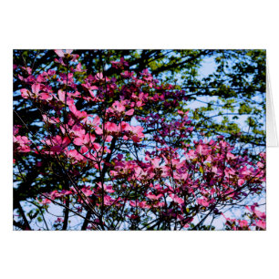 Blommar rosa Dogwood träd Hälsningskort