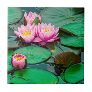 Blommar rosa lotus kakelplatta