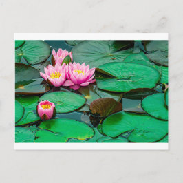 Blommar rosa lotus på vykortet sjö vykort