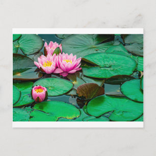 Blommar rosa lotus på vykortet sjö vykort