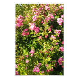 Blommar Rosarium Fototryck