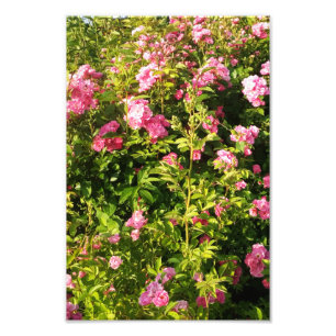 Blommar Rosarium Fototryck