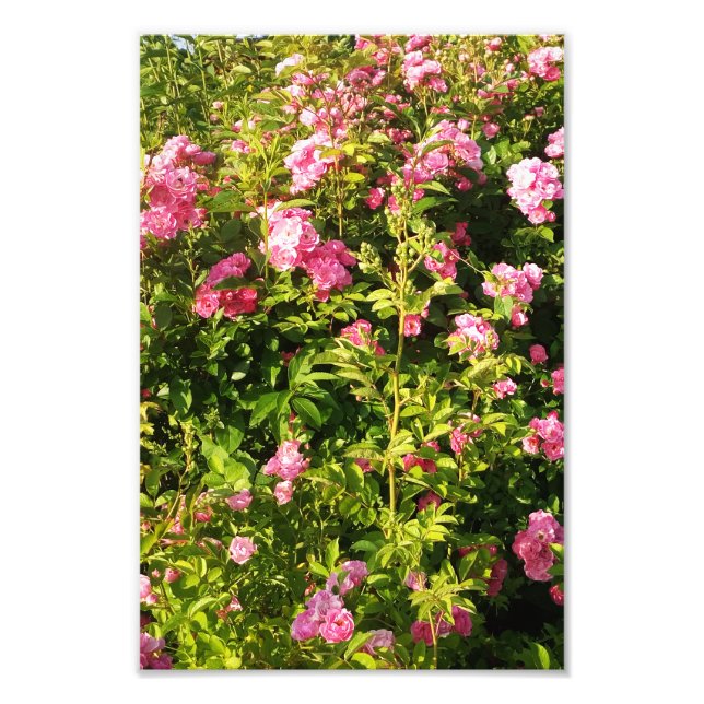Blommar Rosarium Fototryck (Framsidan)