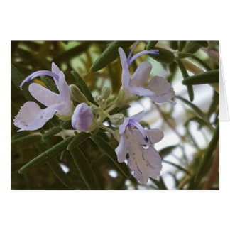 Blommar Rosemary Herb Photograph Hälsningskort