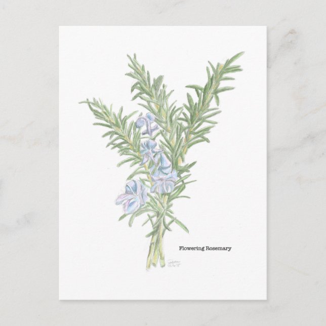 Blommar Rosemary Vykort (Framsida)