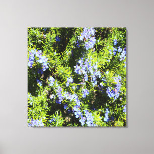 blommar rosmarary bush canvastryck