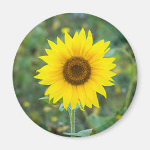 Blommar Solros Wildblomma Magnet