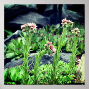 Blommar Succulents Poster
