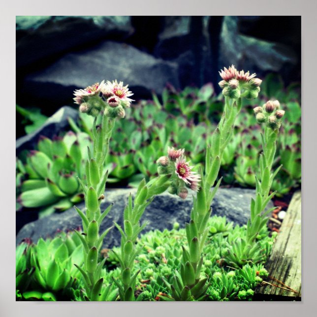 Blommar Succulents Poster (Framsidan)