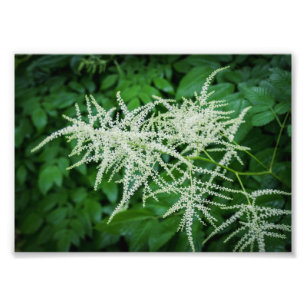 Blommar Träd White Flowers Grönt Löv Fototryck