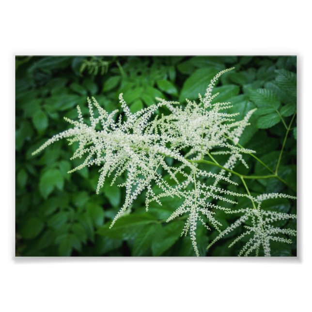 Blommar Träd White Flowers Grönt Löv Fototryck (Framsidan)
