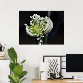 Blommar Vår Onion Poster