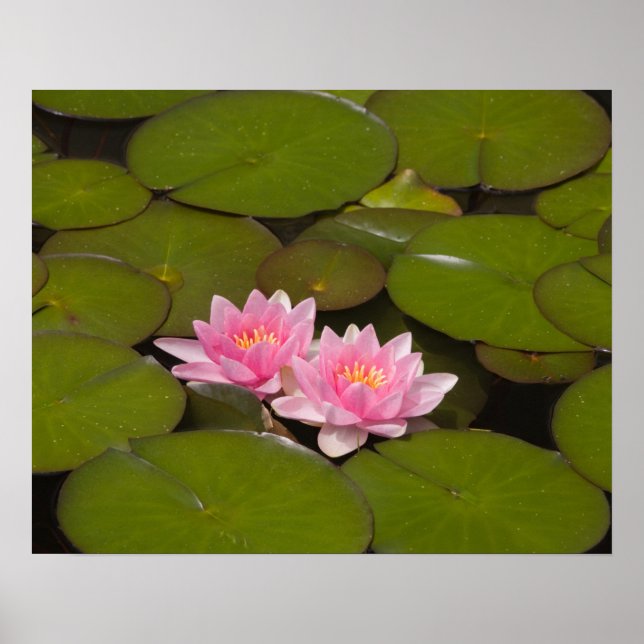 Blommar vatten lilies poster (Framsidan)