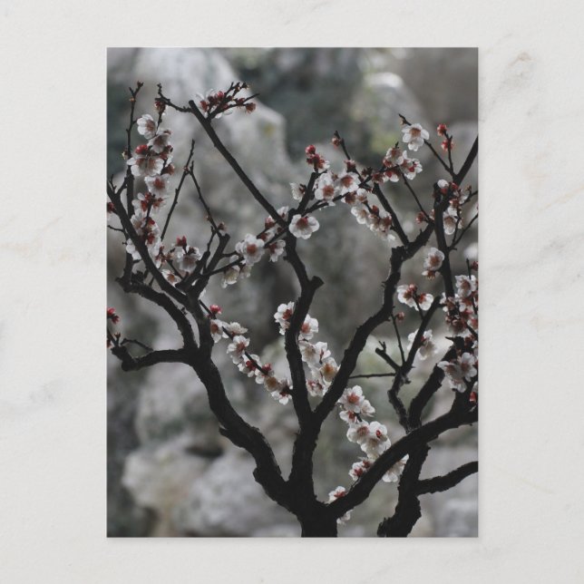 Blommar  vykort (Framsida)