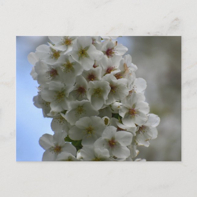 Blommar Vykort (Framsida)