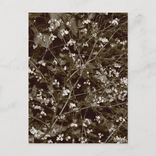 Blommar Vykort (Framsida)