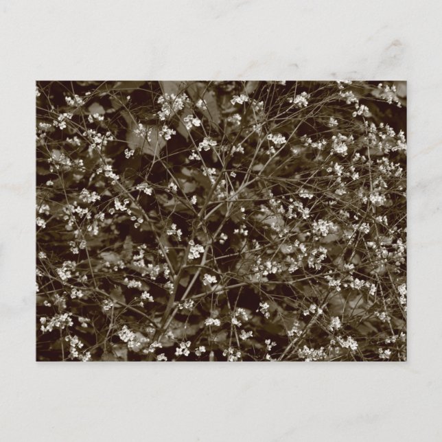 Blommar Vykort (Framsida)