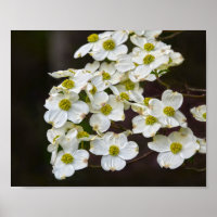 Blommar White Dogwood