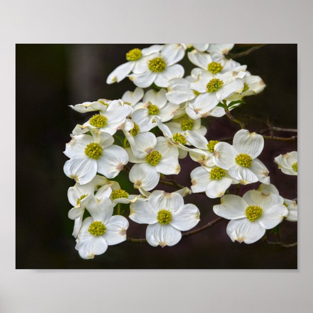 Blommar White Dogwood Poster (Framsidan)