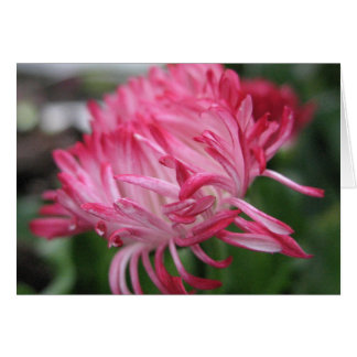 Blommaranemon OBS Kort