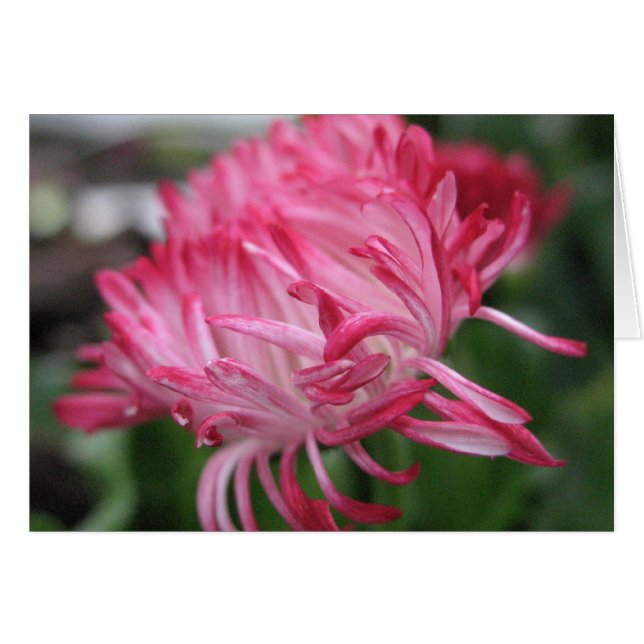 Blommaranemon OBS Kort (Framsidan Horizontal)