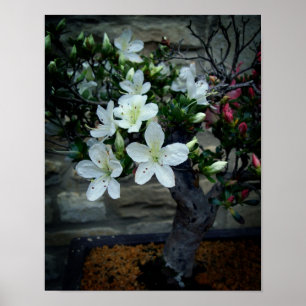 BlommarBonsai Poster