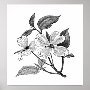 BlommarDogwood Poster