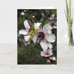 BlommarManuka träd Kort