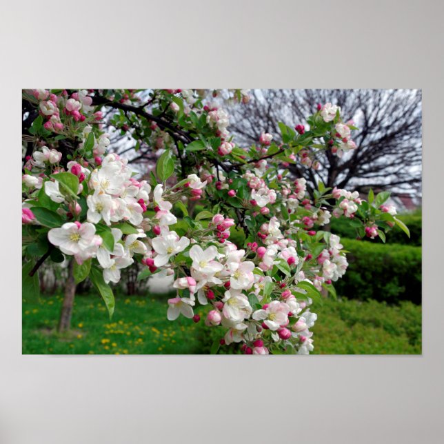 Blommarna Apple träd vår. Poster (Framsidan)