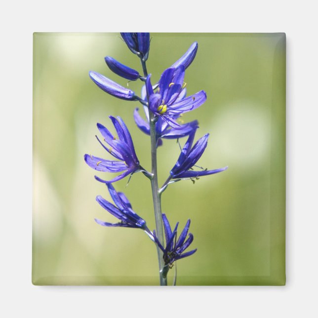 Blommarna av en camas lily i Valley County. Magnet (Framsidan)