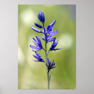 Blommarna av en camas lily i Valley County. Poster
