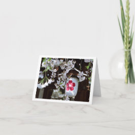 Blommarna av körsbär i Kyoto Kort