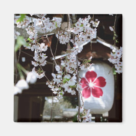 Blommarna av körsbär i Kyoto Magnet