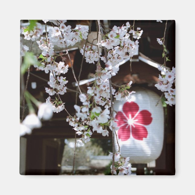 Blommarna av körsbär i Kyoto Magnet (Framsidan)