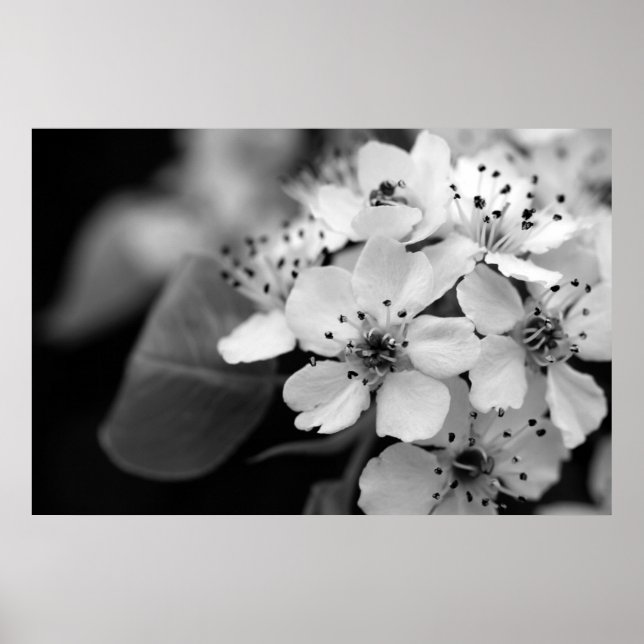 Blommarna Black and White Cherry Poster (Framsidan)
