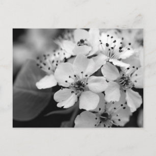 Blommarna Black and White Cherry Vykort
