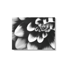 Blommarna Black and White Dahlia Flower
