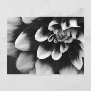 Blommarna Black and White Dahlia Vykort