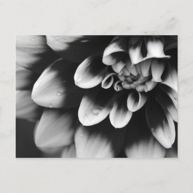 Blommarna Black and White Dahlia Vykort (Framsida)