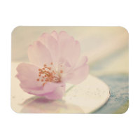 Blommarna Flower vid mjuk Rosa Cherry