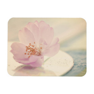 Blommarna Flower vid mjuk Rosa Cherry Magnet