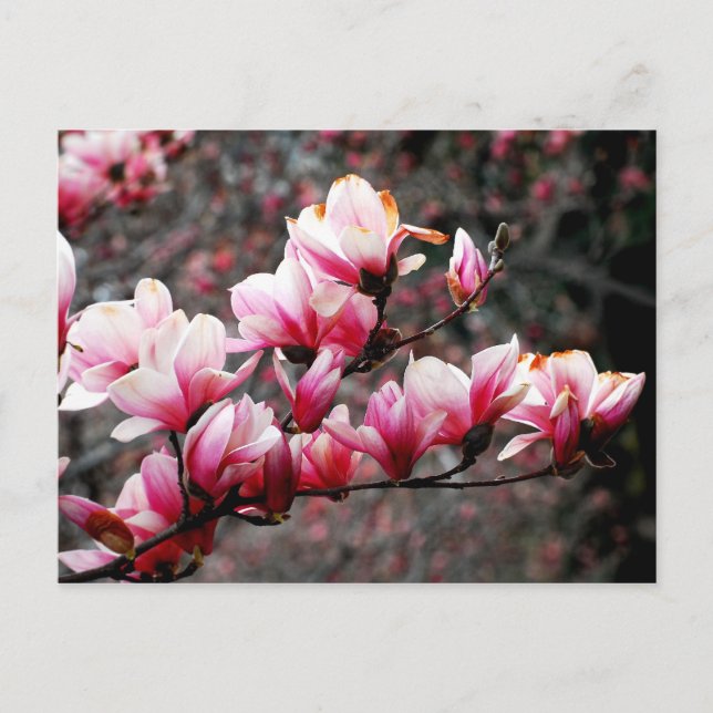 Blommarna Georgetown Universiteten, Washington, DC Vykort (Framsida)