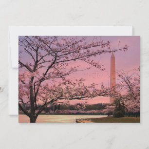Blommarna i Washington Monument Cherry