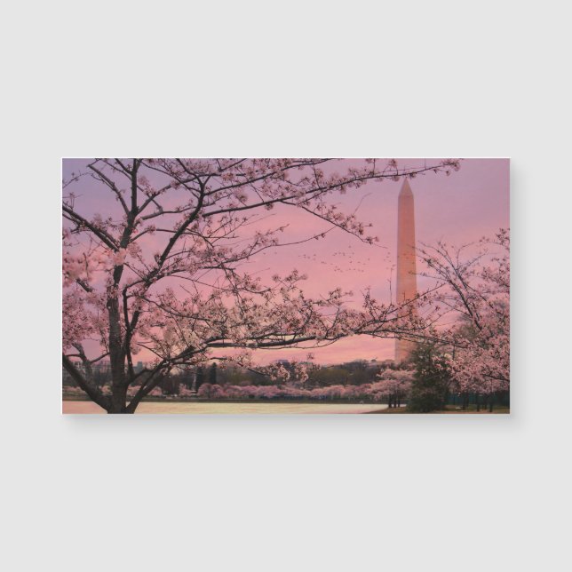 Blommarna i Washington Monument Cherry (Framsida)
